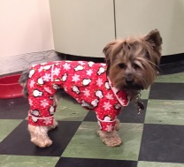 Buffy in her new jammies
